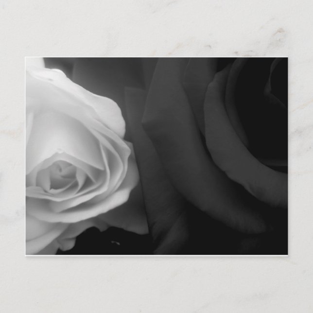Schwarz-Weiß-Rosen Postkarte (Vorderseite)