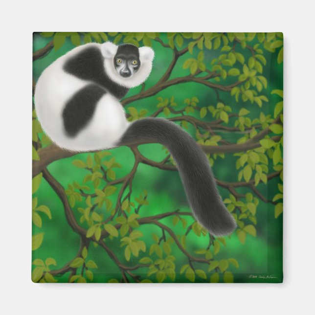 Schwarz-Weiß-Ruffed Lemur Magnet (Vorne)