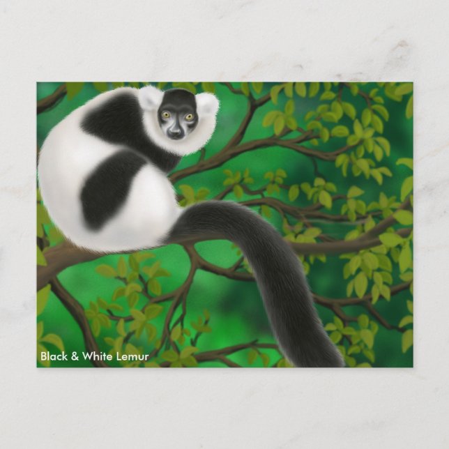 Schwarz-Weiß-Ruffed Lemur Postkarte (Vorderseite)