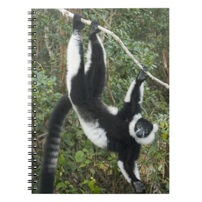Schwarz-Weiß-Ruffed Lemur (Varecia Notizblock (Vorderseite)