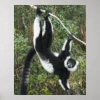 Schwarz-Weiß-Ruffed Lemur (Varecia