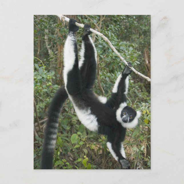 Schwarz-Weiß-Ruffed Lemur (Varecia Postkarte (Vorderseite)