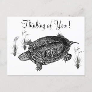 Schwarz-Weiß-Schildkröte, die an Dich denkt Postkarte