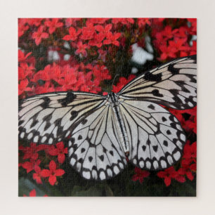 Schwarz-Weiß-Schmetterling auf roten Blume