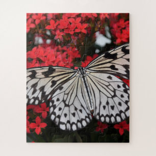 Schwarz-Weiß-Schmetterling auf roten Blume