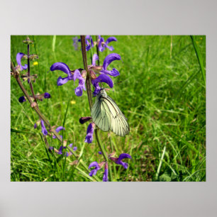 Schwarz-Weiß-Schmetterling-Poster Poster