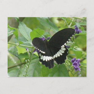Schwarz-Weiß-Schmetterling-Postkarte Postkarte
