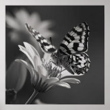 Schwarz-Weiß-Schmetterling und Blume