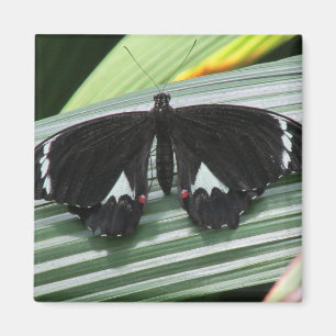 Schwarz-Weiß-Schmetterlingsmagazin Magnet