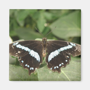 Schwarz-Weiß-Schmetterlingsmagnet Magnet