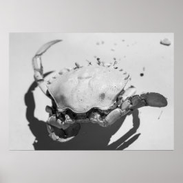 Schwarz-Weiß-Seekrabbe Poster