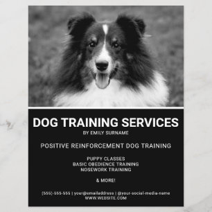 Schwarz-weiß-Shetland-Schäferhund-Foto Hundetraine Flyer