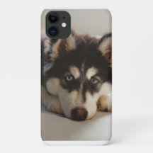 Schwarz-Weiß-sibirischer Husky