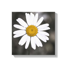 Schwarz-Weiß-Single Nass Daisy Gelb Mitte