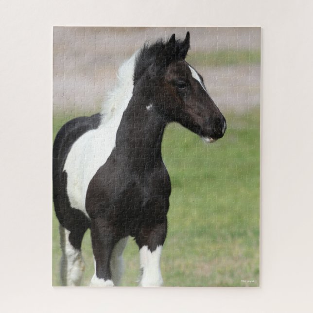 Schwarz-Weiß-Sinti und Roma Vanner Foal Stehend (Vertikal)