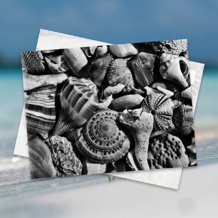 Schwarz-Weiß-Strandmuscheln Postkarte