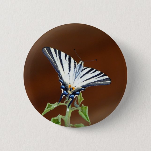 Schwarz-Weiß-Streifenschmetterling Button (Vorderseite)