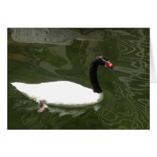 Schwarz-Weiß-Swan