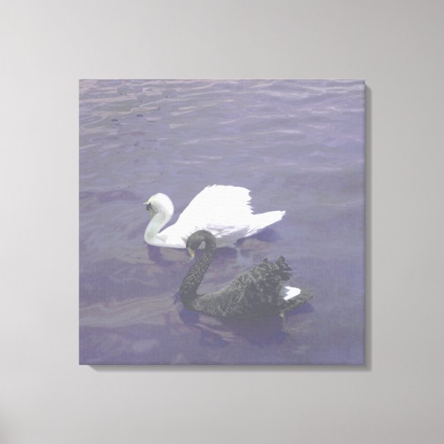 Schwarz-Weiß-Swan-Paar am See Leinwanddruck (Vorderseite)