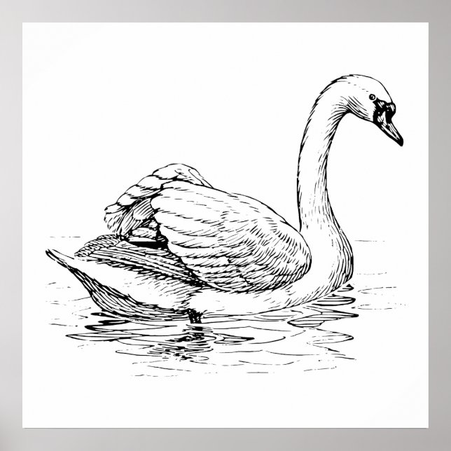 Schwarz-Weiß-Swan Poster (Vorne)