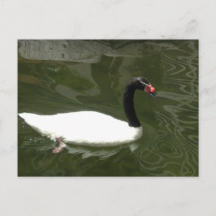 Schwarz-Weiß-Swan Postkarte