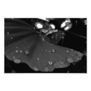 Schwarz-Weiß-Taub auf Leaf Fotodruck