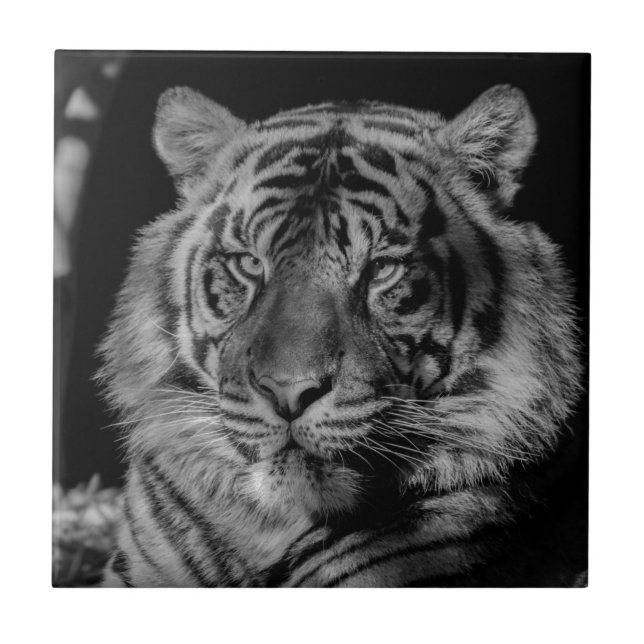 Schwarz-Weiß-Tiger Fliese (Vorderseite)
