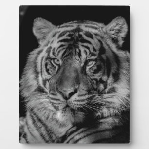 Schwarz-Weiß-Tiger Fotoplatte