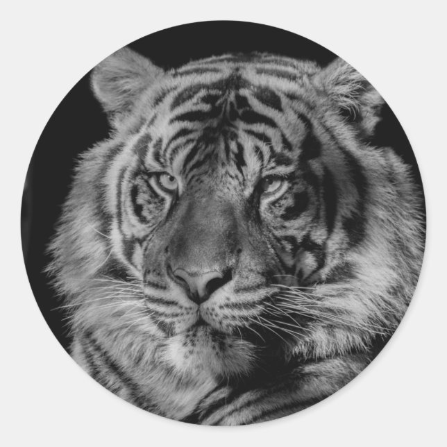 Schwarz-Weiß-Tiger Runder Aufkleber (Vorderseite)