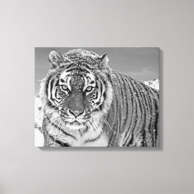 Schwarz-Weiß-Tiger Winterschnee im Foto Leinwanddruck (Vorderseite)