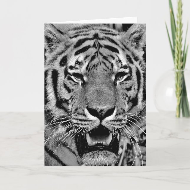 Schwarz-Weiß-Tigergesicht Karte (Vorderseite)