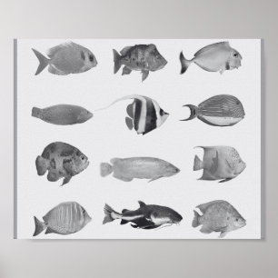 Schwarz-Weiß-Tropenfisch-Druckkunst Poster