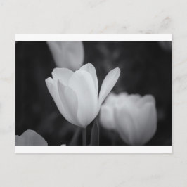 Schwarz-Weiß-Tulip Postkarte