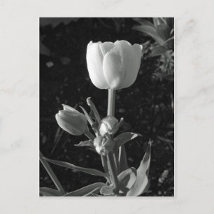 Schwarz-Weiß-Tulip Postkarte