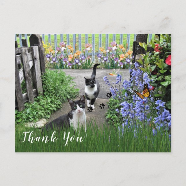 Schwarz-Weiß Tuxedo Katzen im Garten Vielen Dank Postkarte (Vorderseite)