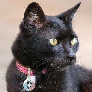 Schwarz-weiß Tuxedo Katzenleder Niedlich Blau Rosa Haustiermarke