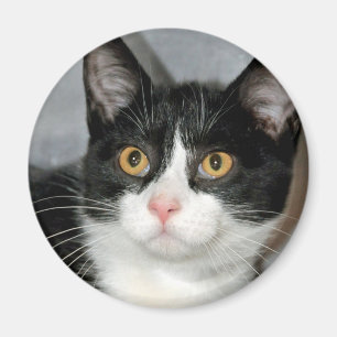 Schwarz-Weiß-Tuxedo-Katzenmagnete Magnet