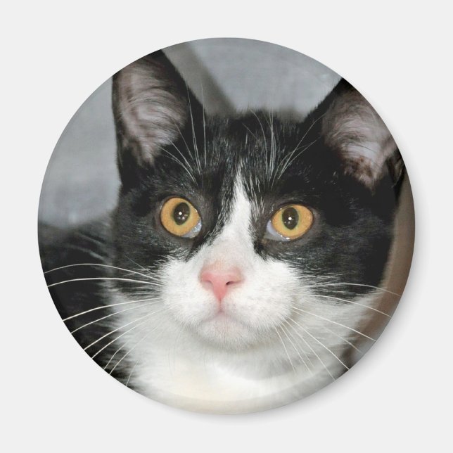 Schwarz-Weiß-Tuxedo-Katzenmagnete Magnet (Vorne)