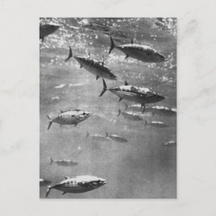 Schwarz-Weiß-Unterwasser-Foto von Thunfisch Postkarte
