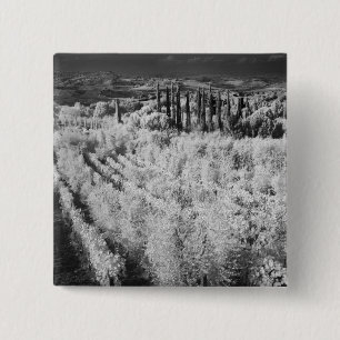 Schwarz-Weiß von Weinbergen, Montepulciano, Italie Button