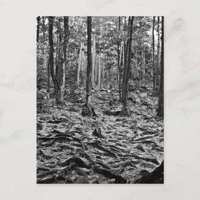 Schwarz-Weiß-Wald Postkarte (Vorderseite)