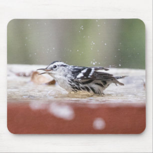 Schwarz-Weiß-Warbler in Birdbad Mousepad