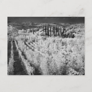 Schwarz-Weiß-Weinberge, Montepulciano, Italien Postkarte