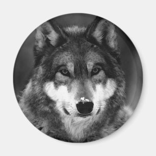 Schwarz-Weiß-Wolf Magnet