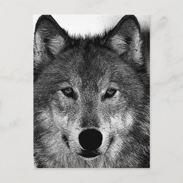 Schwarz-Weiß-Wolf Postkarte (Vorderseite)
