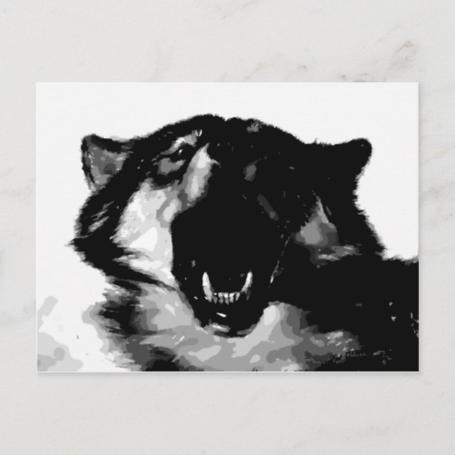 Schwarz-Weiß-Wolf Postkarte (Vorderseite)