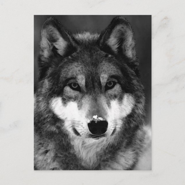 Schwarz-Weiß-Wolf Postkarte (Vorderseite)