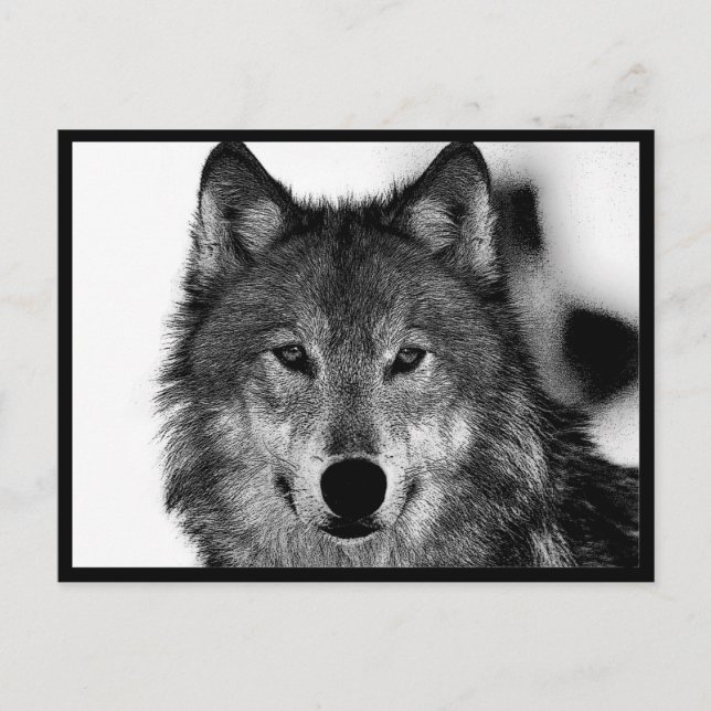 Schwarz-Weiß-Wolf Postkarte (Vorderseite)
