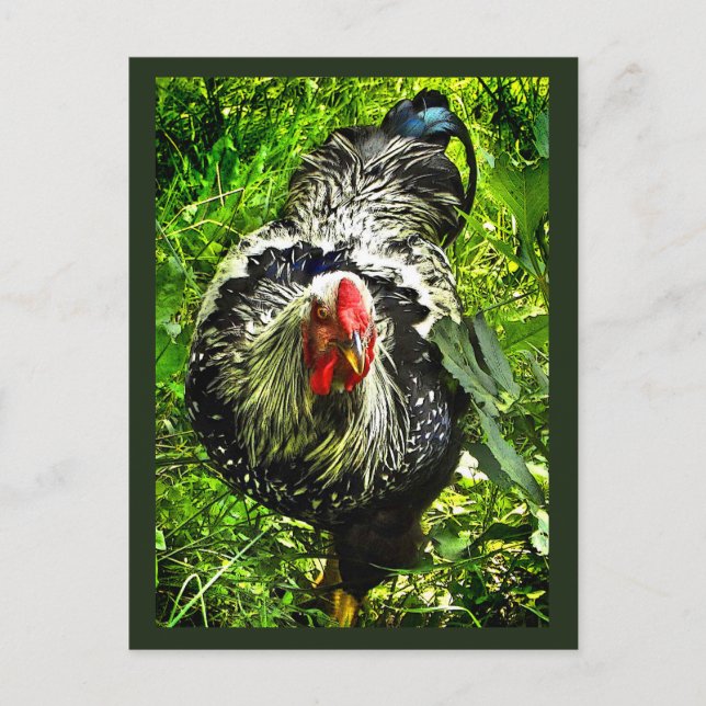Schwarz-weiß Wyandotte Rooster Bird Green Postcard Postkarte (Vorderseite)