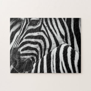 Schwarz-Weiß-Zebra